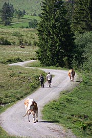 Wandern zwischen Kühen (Foto: Marikka-Laila Maisel)